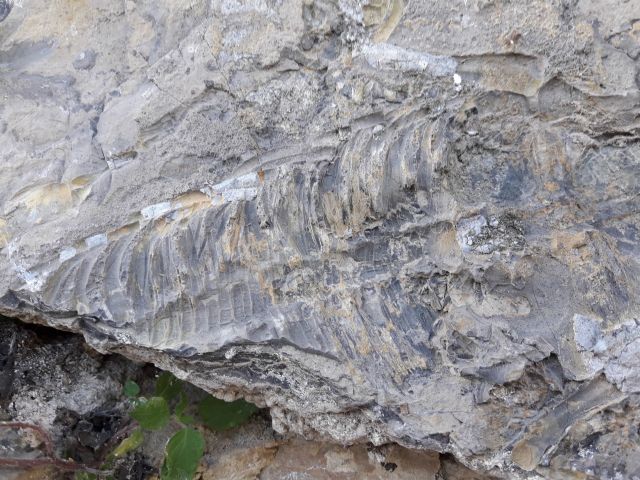 Hallan en Cehegín el fósil de vertebrado más antiguo localizado hasta ahora en la Región