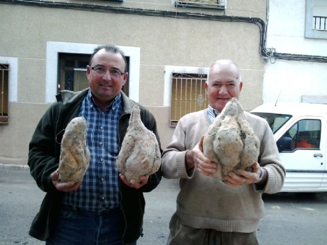 Joaquín Marín (izquierda) y Antonio Guillén muestran los tres ejemplares de boniato