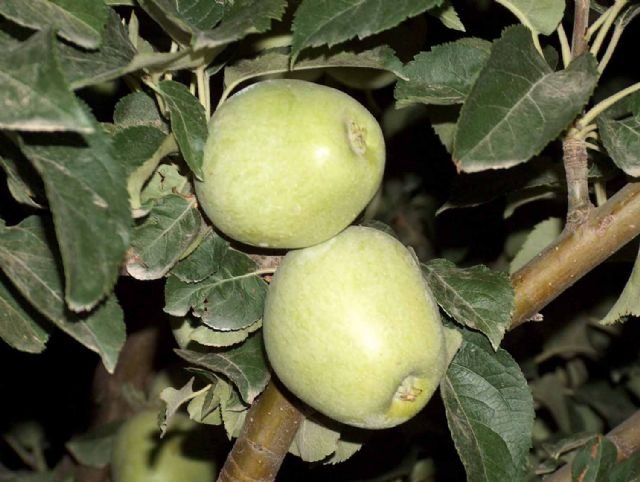 Un estudio del CSIC demuestra que el pero de Cehegín tiene más propiedades saludables en comparación con otras variedades