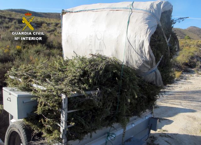 La Guardia Civil decomisa tonelada y media de romero recolectado en el monte sin autorización