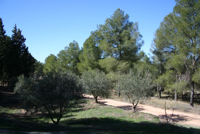 Medio Natural autoriza al Ayuntamiento a suministrar alimentación en los montes para las especies animales