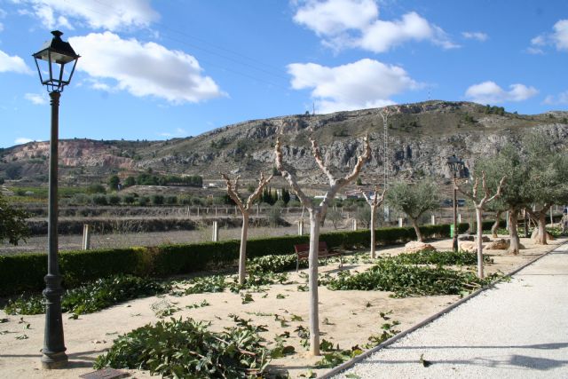 Parques y Jardines trabaja en la campaña de poda y cuidados del arbolado previa al invierno
