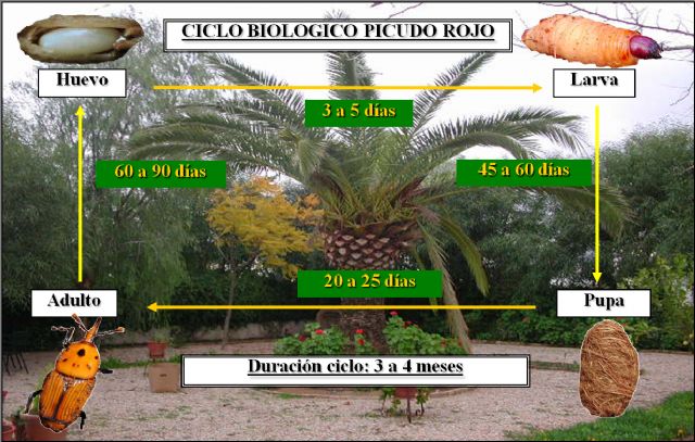 Sanidad Vegetal aconseja extremar las precauciones con las palmeras para evitar la propagación del 'picudo rojo'
