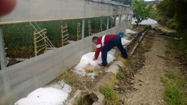 La Concejalía de Agricultura distribuye productos para tratar los árboles dañados por el pedrisco