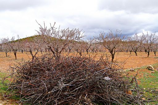 El Ayuntamiento habilitará un punto junto al Ecoparque para que los agricultores puedan llevar sus podas agrícolas