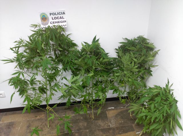 La Policía Local de Cehegín se incauta de una plantación de marihuana gracias a la colaboración ciudadana