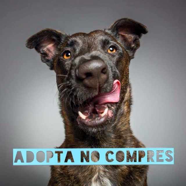 Las Concejalías de Sanidad y Medio Ambiente impulsan una campaña informativa para fomentar las adopciones de mascotas