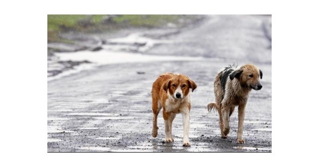 Comunicado sobre abandono de animales