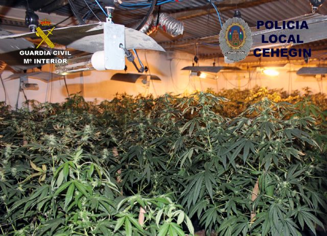 Desmantelan un invernadero con 230 plantas de marihuana en una vivienda de Cehegín