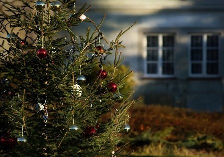 El Ayuntamiento inicia una campaña de recogida de árboles naturales de Navidad
