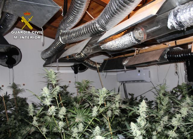 La Guardia Civil desmantela una plantación con más de un centenar de plantas de marihuana en Cehegín