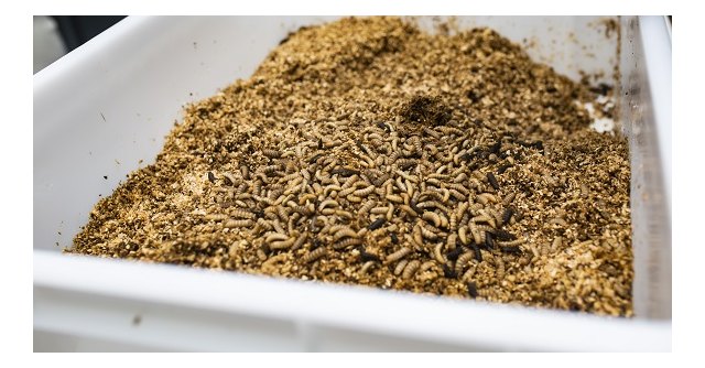 La tecnología murciana revoluciona el tratamiento de residuos con el uso de insectos